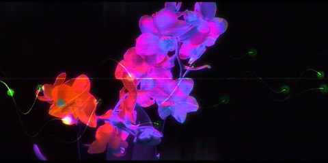 Orchid blossoms lit in saturated magenta and blue against black, with green light trails crossing the frame.